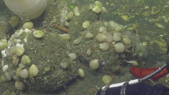 Media type: image;   Invertebrate Zoology 153153 Description: live specimen;